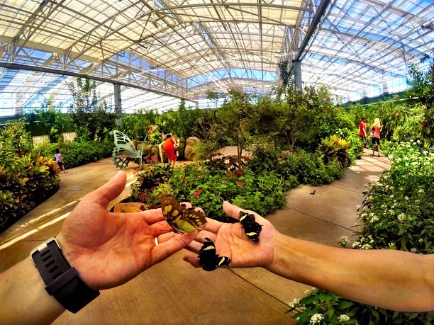 Butterfly Wonderland