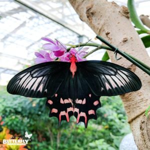 bat-wing-butterly