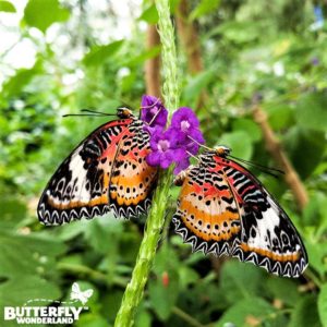 leopard-lacewings