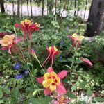 Colorado Columbines