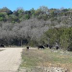 Cows roam throughout the development