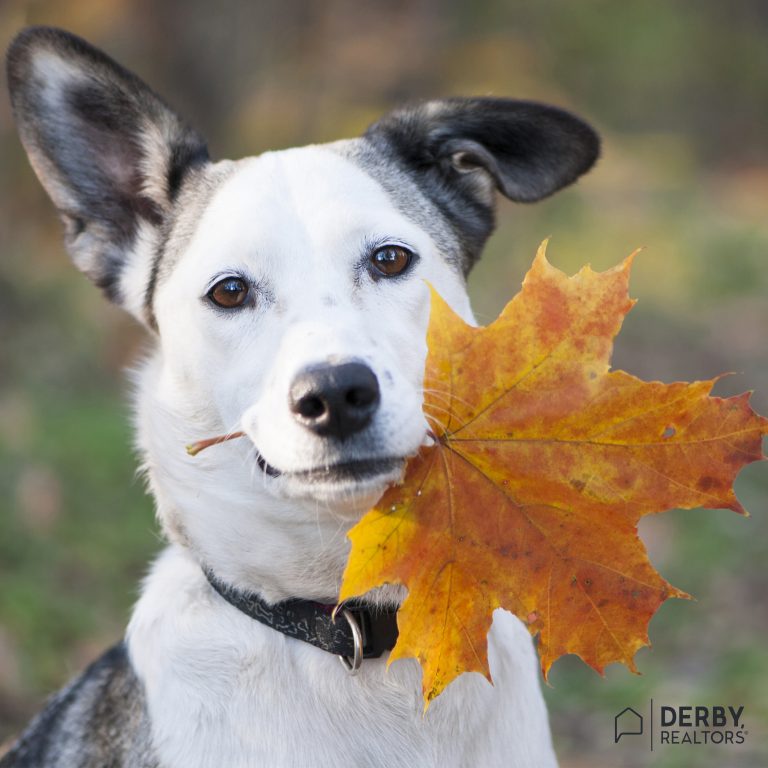 Derby Realtors Waukseha Real Estate Agents october dog with leaf Facebook cover