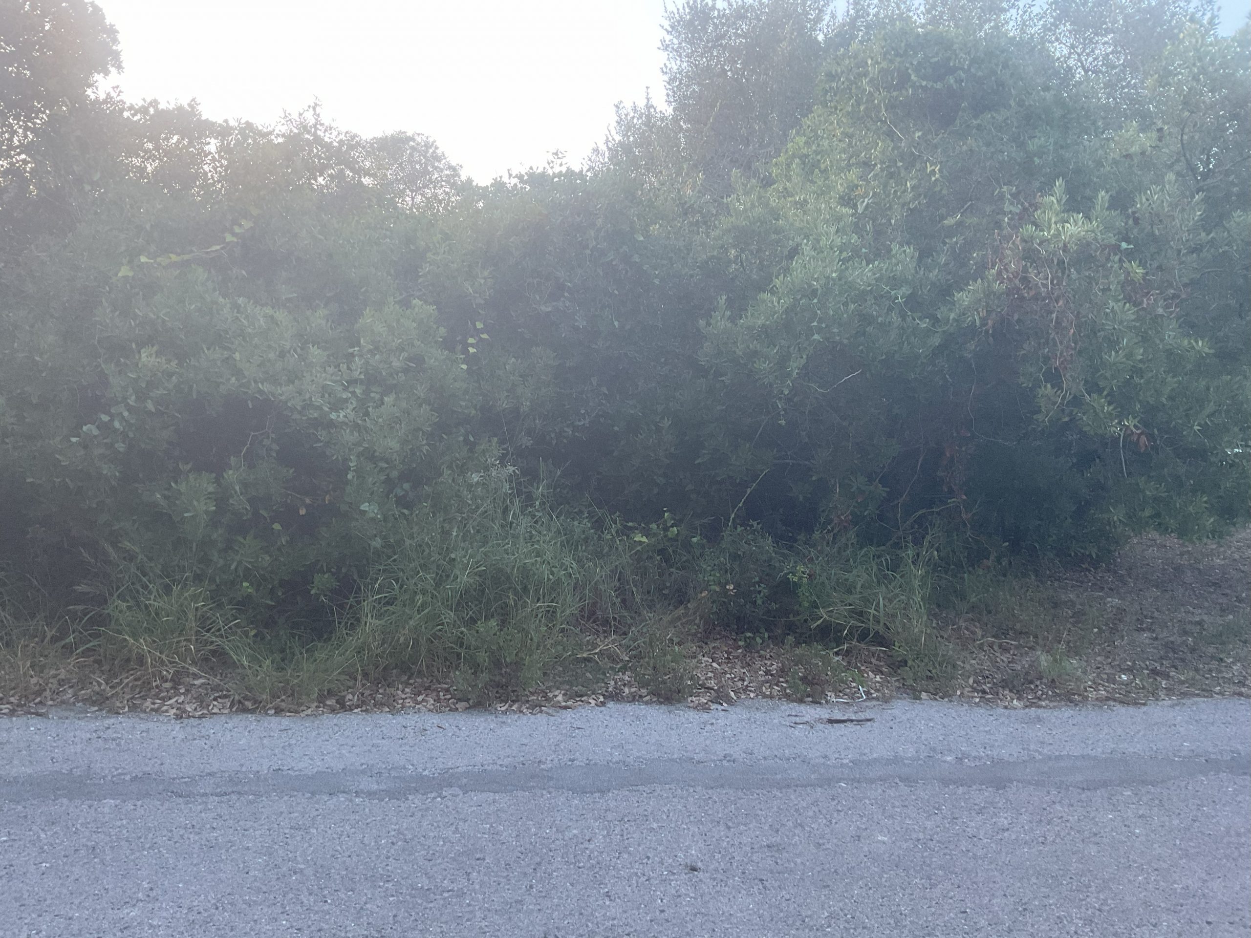 Lot 2 S 12th Street, Aransas Pass, Texas 78336 IMG_0010