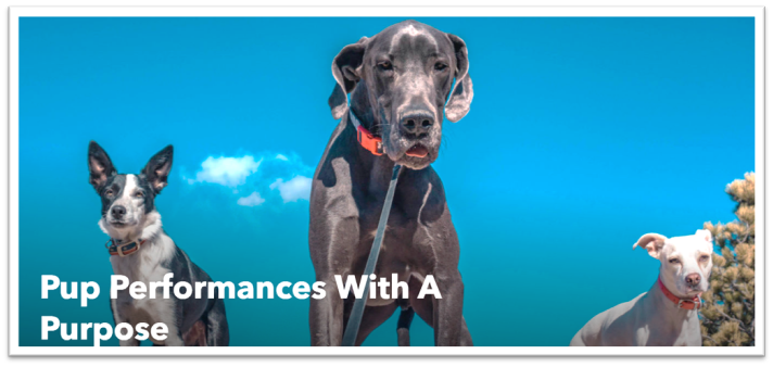 dogs 3