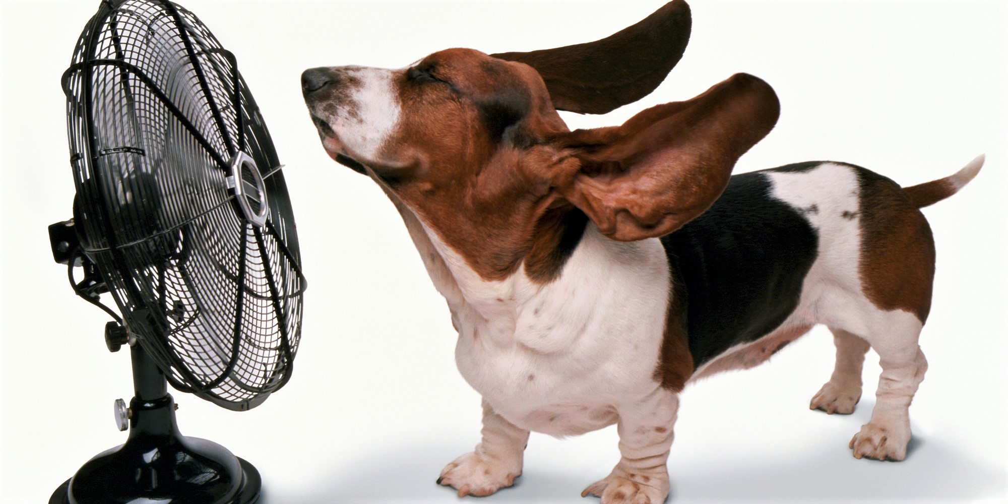 keep-cool-in-the-heat-dog