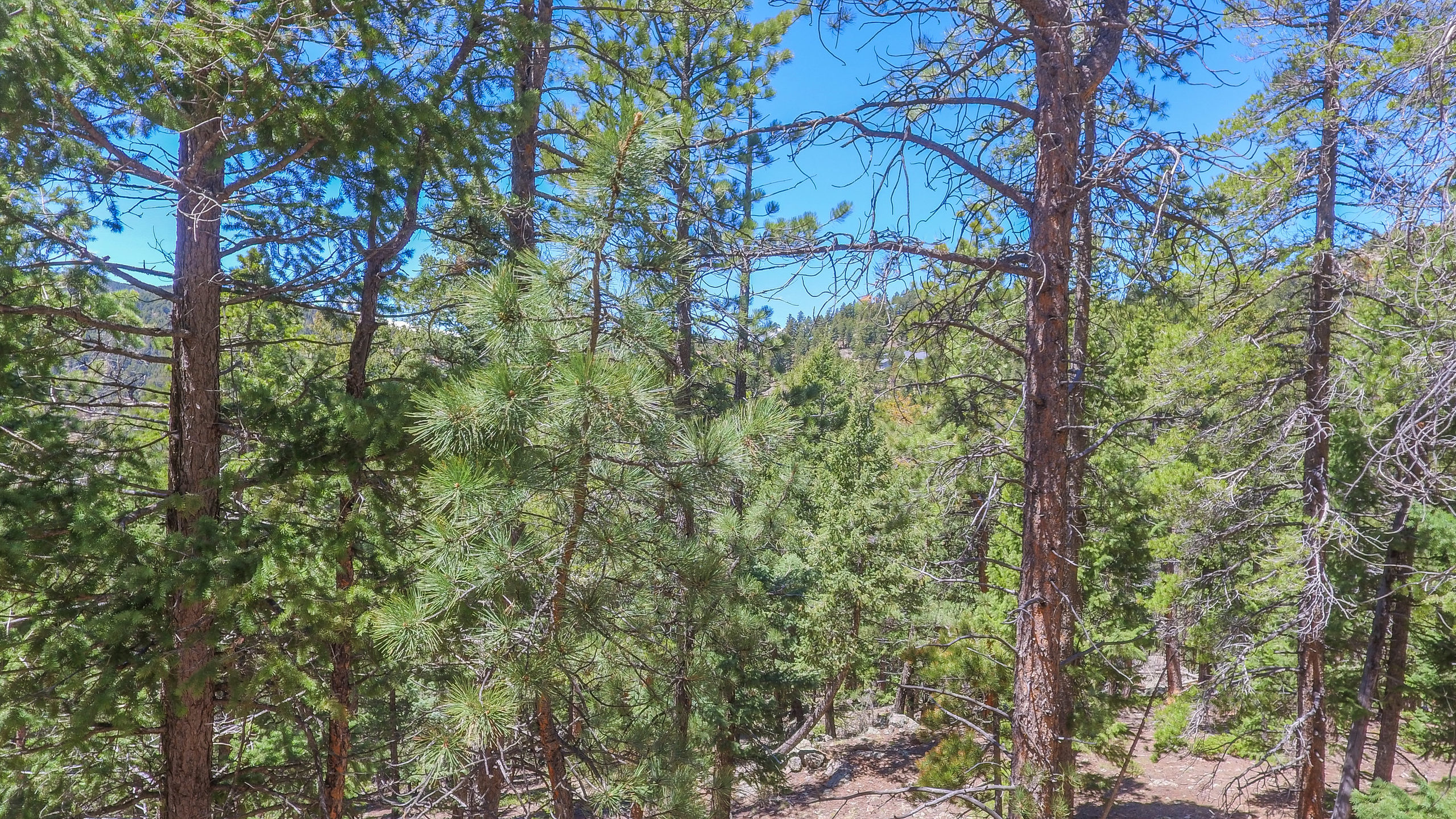 Evergreen Land for Sale, mountain top home sites, community water