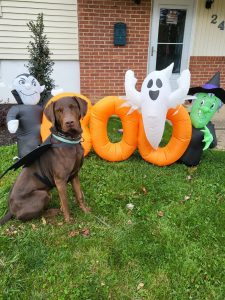 Roxbury Township Labrador on Halloween