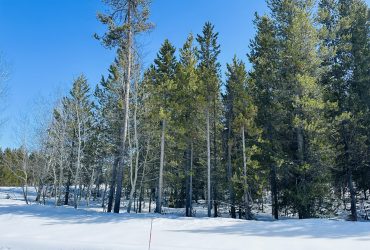 Beautiful 3.51 acre building lot in the heart of Island Park. Large pines and great access.