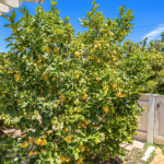 890 E Lemon Drive Camarillo CA 93010 - Fruit Tree