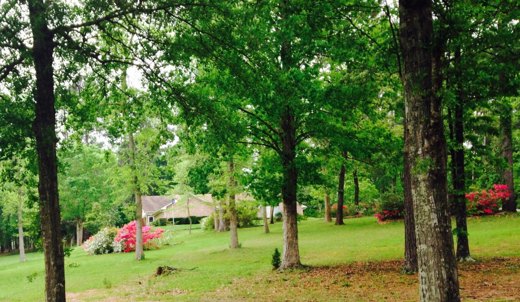 RECREATIONAL RANCH IN PINEY WOODS   9742 US Hwy 287 E, Corrigan, TX 75939-8403