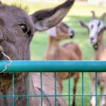 Gorgeous 20+ Acre Equestrian Family Estate Horse Property For Sale