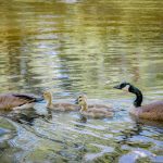 Gorgeous 20+ Acre Equestrian Family Estate Horse Property For Sale