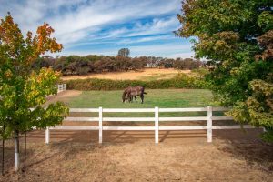 -Pasture-1500x1000-72dpi