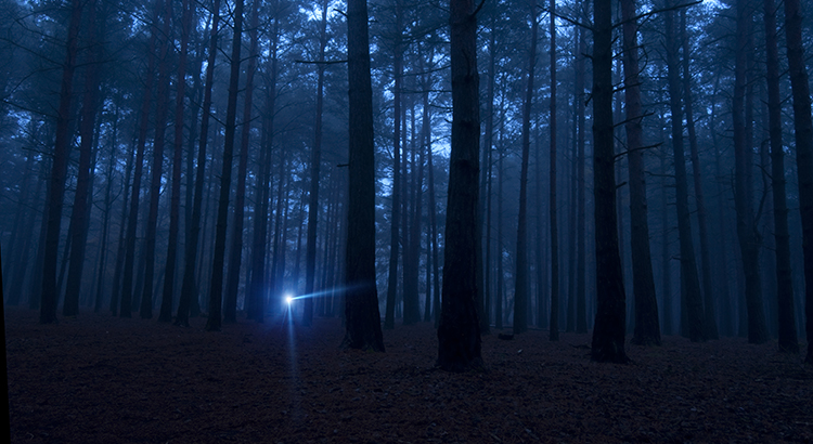 One light in the dark spooky woods at night