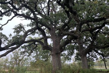 22 Acres Blooming Grove Tx, Navarro County
