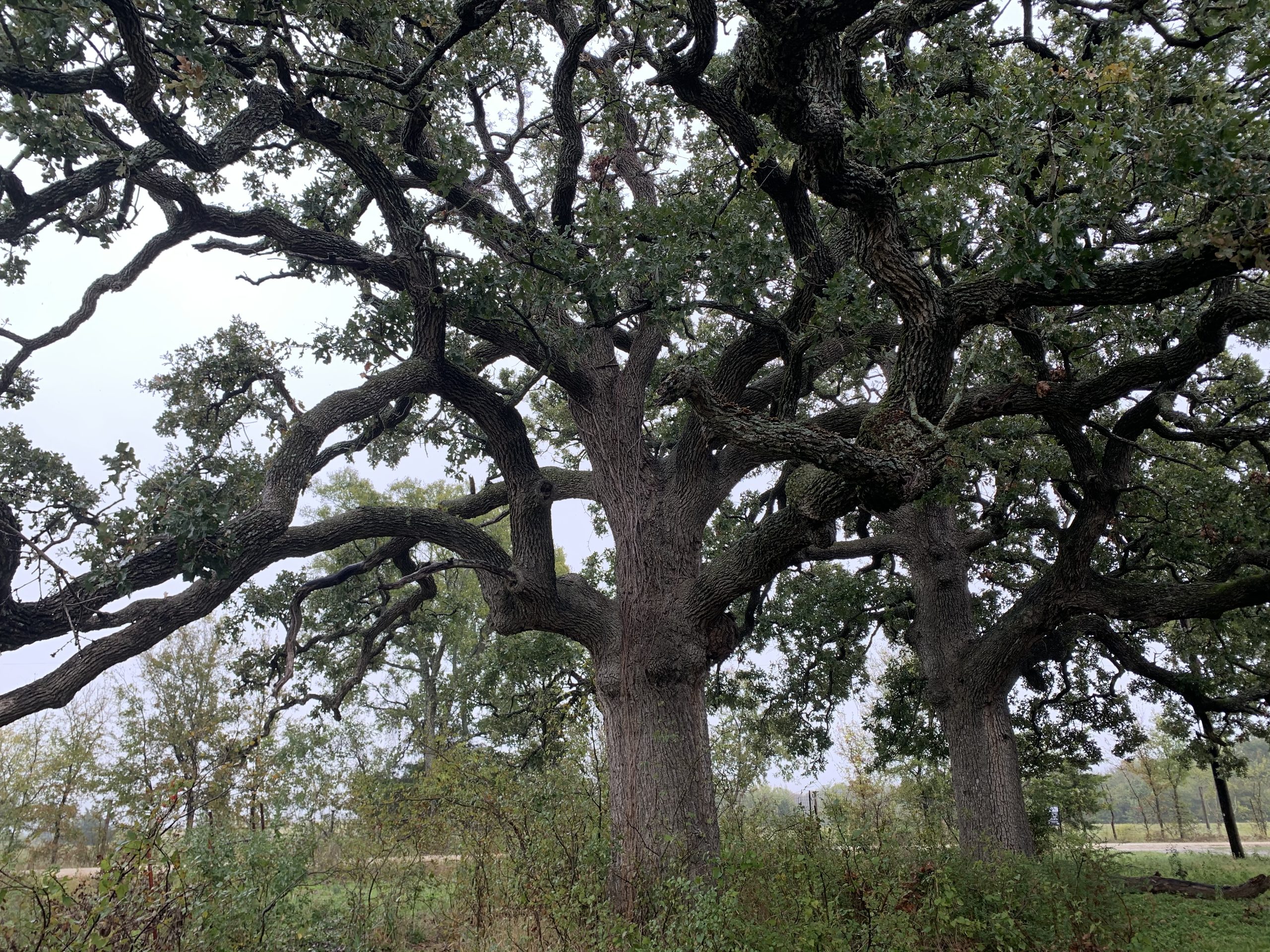 IMG-1040
